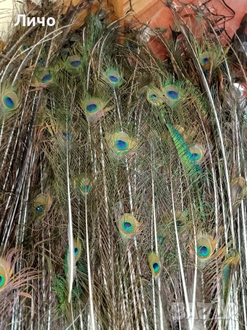 пера от паун 