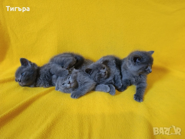 Котета - порода Руска синя котка !, снимка 5 - Руска синя котка - 54482650