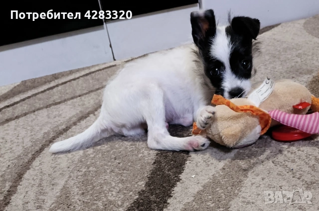 Подаряваме кученце на 2 месеца