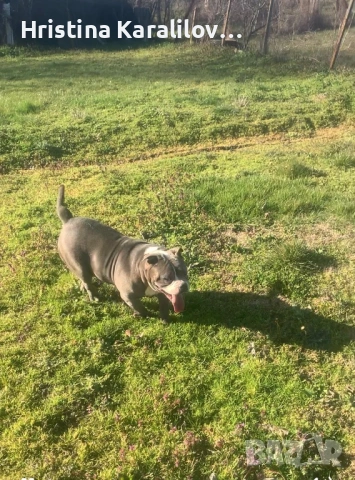 Американско були , снимка 5 - Други - 49399594