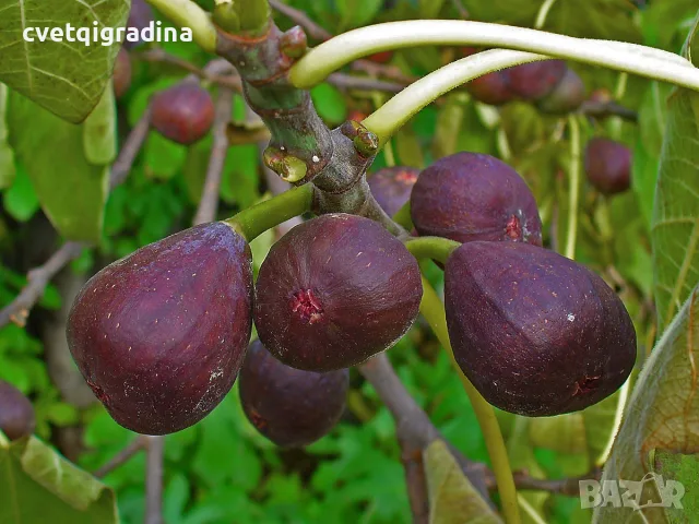 Ficus carica Turca (Турска смокиня)