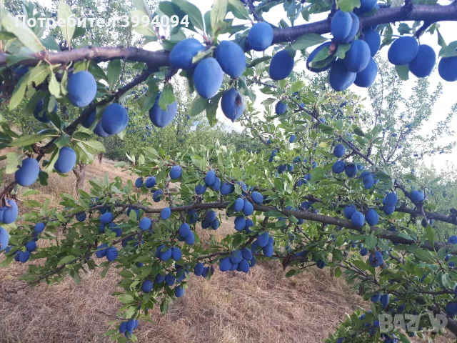 Продавам сини сливи ,, Стенлей "