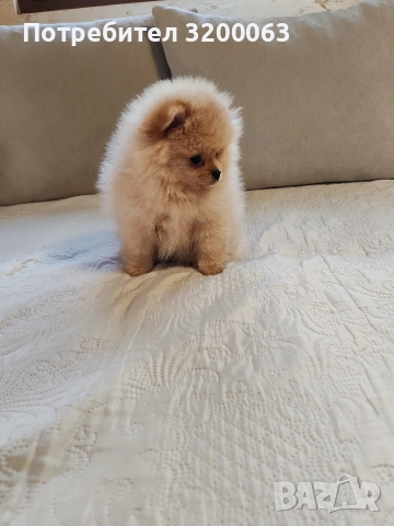Померан женско мини размер , снимка 8 - Померан - 54113214