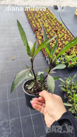 Руелия, Мексиканска петуния, Ruellia Purple Mexican Petunia!!!, снимка 8 - Градински цветя и растения - 54637157