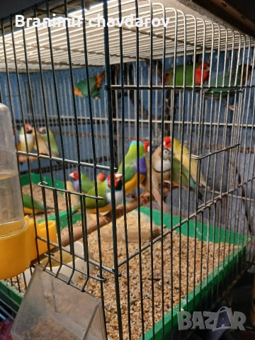 продавам гулдови папагалови и други амадини, снимка 5 - Амадини - 53966909