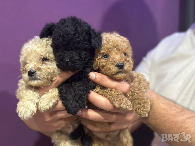 Пудел той , снимка 5 - Пудели - 54160011