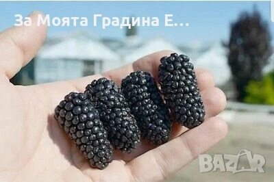 Къпина - Джъмбо без бодли , снимка 2 - Разсади - 54021018