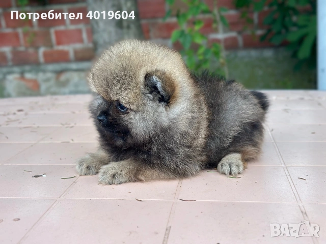Мини Померанчета , снимка 4 - Померан - 54962552