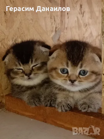 шотландска златна , снимка 2 - Чинчили - 55443828