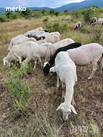Продавам овце и кози, снимка 5 - Овце - 54865872