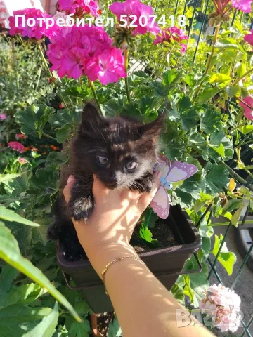 Ангорски котета 