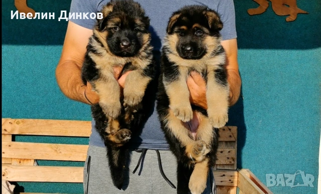 Немска овчарка с родословие