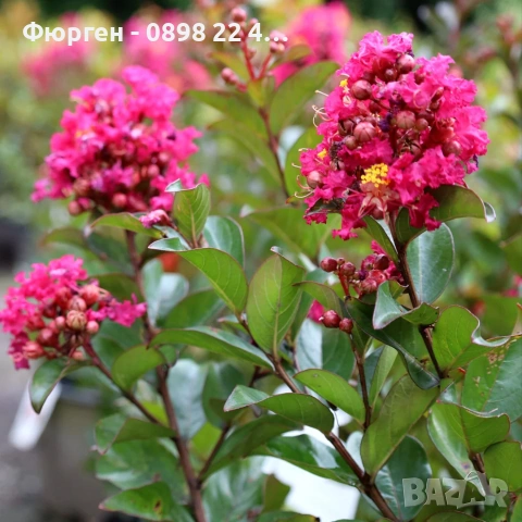 Лагерстремия -индийски люляк Червен, снимка 6 - Разсади - 55073993