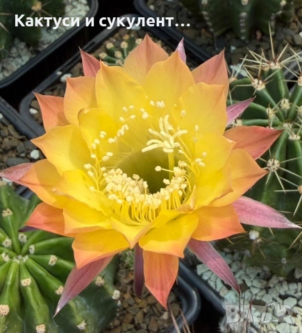 Кактус Echinopsis Hybrid Gold Star уникален цъфтеж с преливащи се омбре цветове