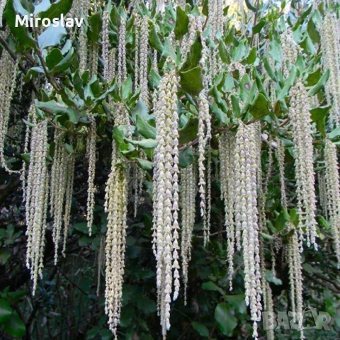 Гария (garrya thuretii)