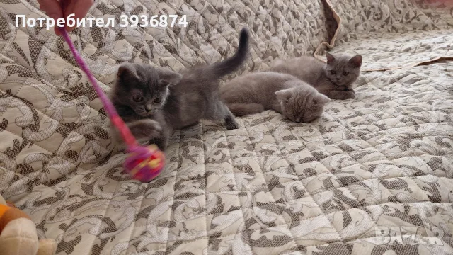 британски късокосмести котенца, снимка 2 - Британска късокосместа - 55624237