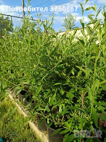 ❤️🌿🧡 ГОДЖИ БЕРИ (Lycium barbarum), снимка 4 - Градински цветя и растения - 54733426