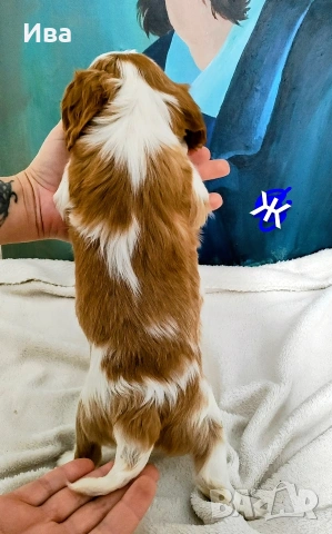 кавалер кинг чарлз шпаньол, снимка 12 - Кавалер кинг чарлз шпаньол - 52039746