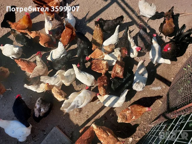 кокошки носачки 