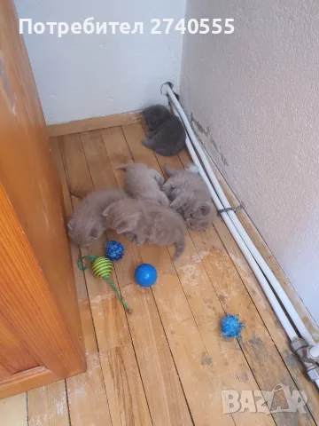Свободни британски котета
