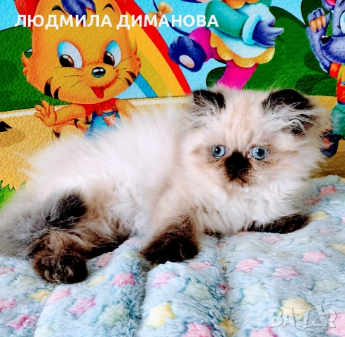 Хималайско момиче , снимка 3 - Персийска - 55159626