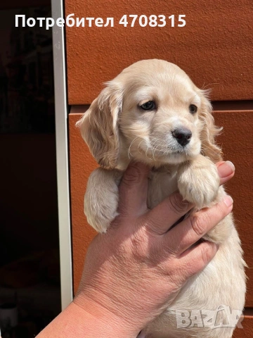 Кокер шпаньол английски момче, снимка 5 - Кокер шпаньол - 54352778