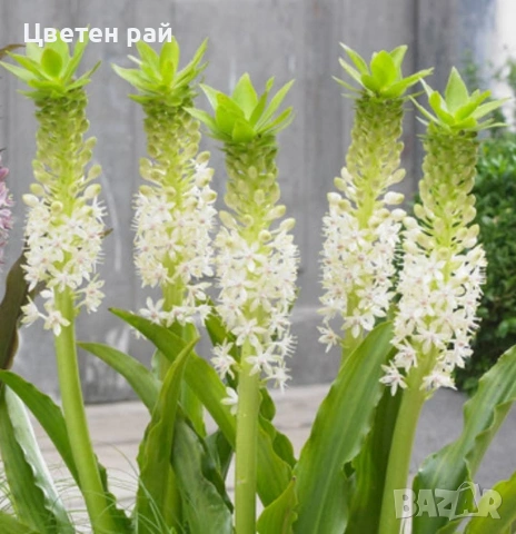 Ананасова лилия 