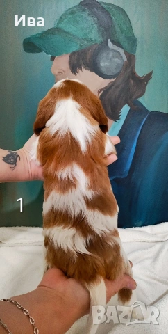 кавалер кинг чарлз шпаньол, снимка 3 - Кавалер кинг чарлз шпаньол - 52039746