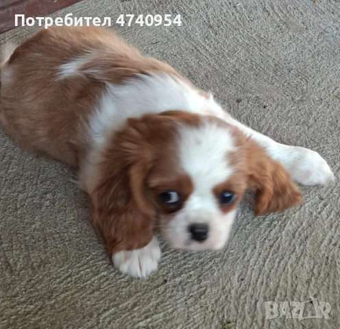 Кавалер Кинг Чарлз шпаньол , снимка 3 - Кавалер кинг чарлз шпаньол - 55333261