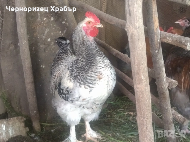 Домашни петли