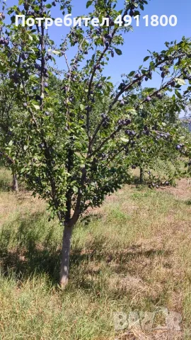 Продавам сини сливи стенлей, снимка 3 - Домашни продукти - 55588353