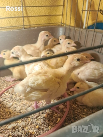 Домашни пуйчета, снимка 6 - Кокошки и пуйки - 53629531