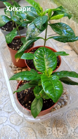 Гардения Gardenia Jasminoides, снимка 4 - Градински цветя и растения - 54782564