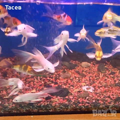 Кои 9-13см