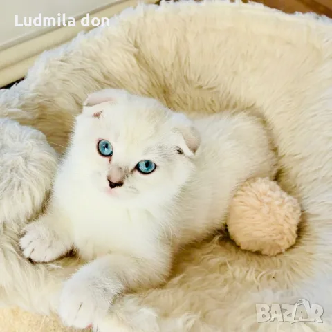 🐾 Продавам чистокръвни британски шиншила котенца 🐾  , снимка 4 - Британска късокосместа - 54784808