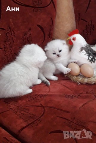 Топ Цена.Уникални Котенца , снимка 6 - Британска късокосместа - 54160766