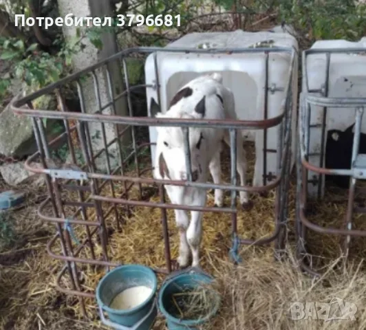 телета на различна възраст, снимка 5 - Крави - 55462813