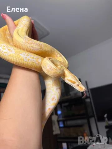 Боа Удушвач / Boa constrictor