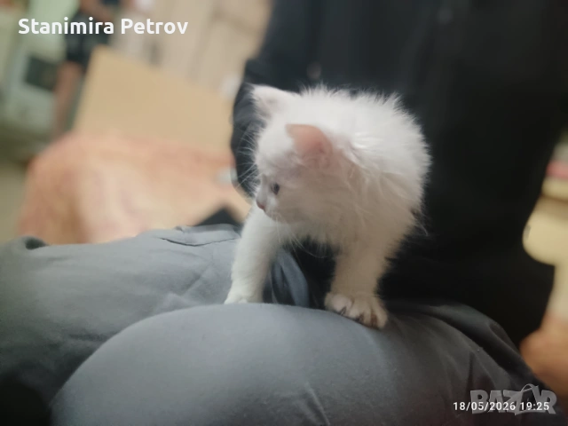 Сиамска дългокосместа котка, снимка 4 - Сиамска - 54596652