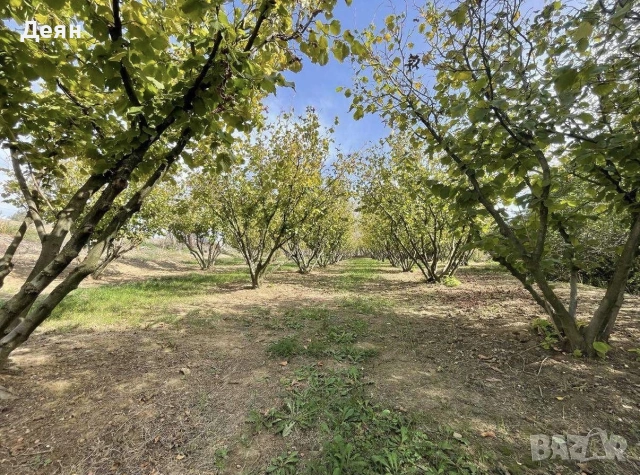 Лешникова градина лешници Hazelnut garden