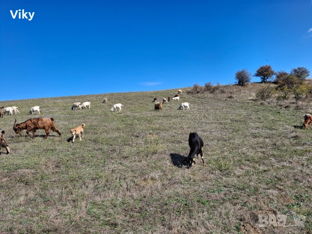 натурално козе мляко, снимка 10 - Кози - 54155661