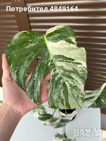 Monstera Albo Variegata (Монстера Албо Вариегата), снимка 2 - Стайни растения - 54804626