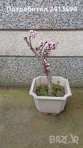 праскова червенолистна 