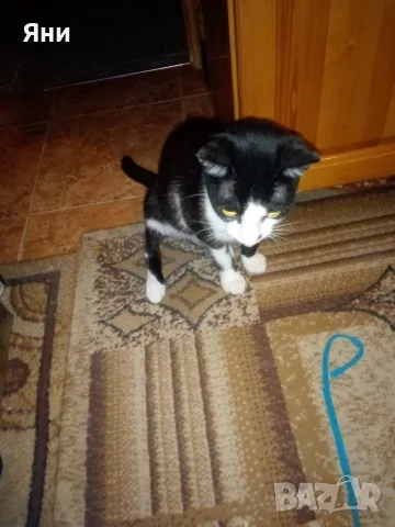 Коте за домашно отглеждане