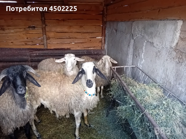 Овен Коч, снимка 5 - Овце - 54610194