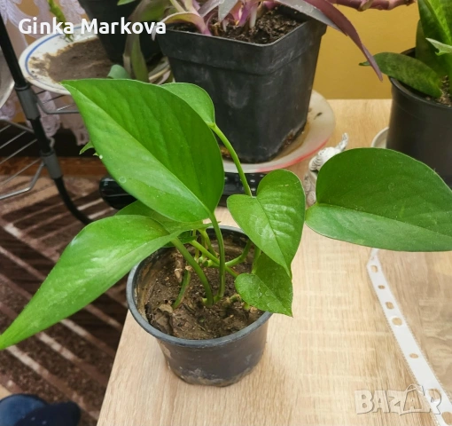 Бръшлян Сциндапсус(Epipremnum aureum)- 2,50 евро