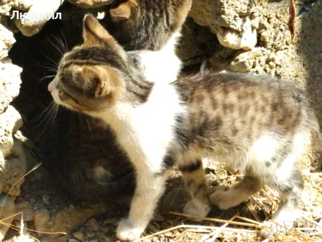 Котета подарявам!!!, снимка 9 - Други - 55702226