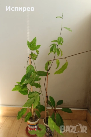 Пасифлора, Маракуя, Passiflora edulis, 2 бр. растения за 3 евро + бонус !