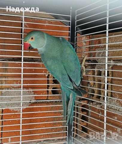 Малък Александър , снимка 8 - Папагали - 55007879