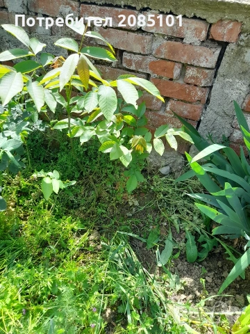 Орех, снимка 2 - Разсади - 54529934